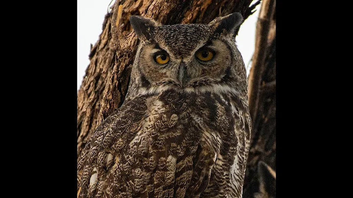 GREAT HORNED OWLS - Big Bend National Park