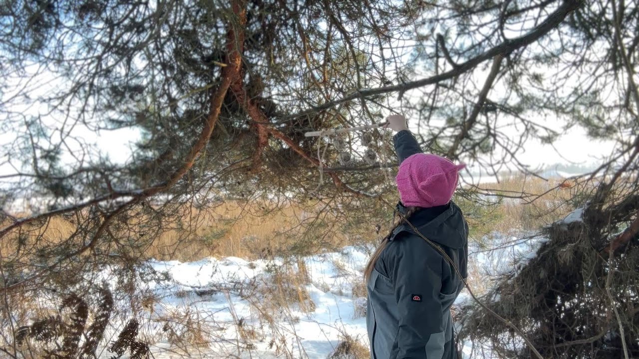 Winter Bird Feeder: DIY Guide to Help Birds Survive