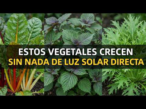 20 Vegetables You Can Grow Without Any Direct Sunlight (Surprisingly Easy!)