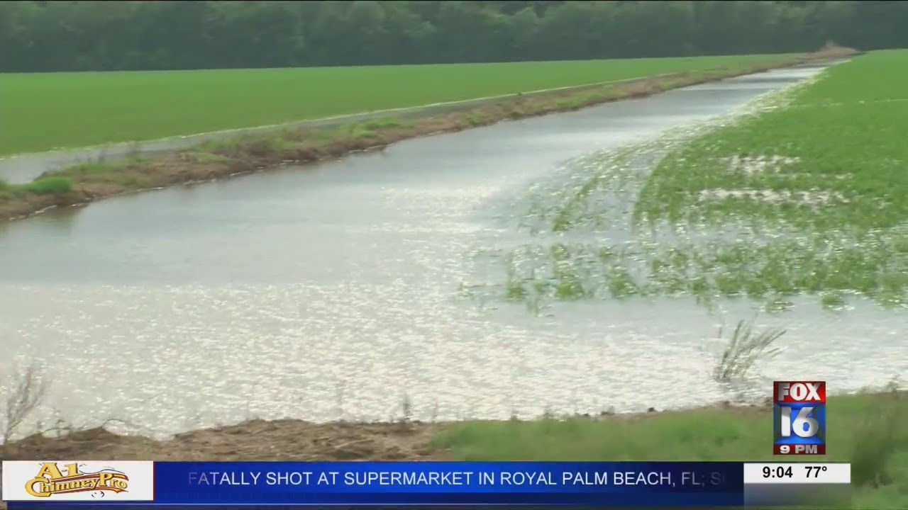 Arkansas Farm Bureau estimates more than 310 million dollars in crop losses following heavy rains