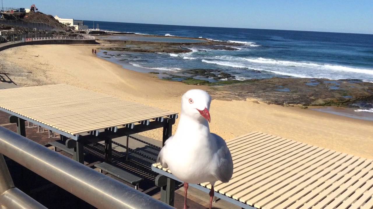 Newcastle Beach (NSW Australia)