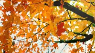 LETTING THE LIGHT BE SEEN By JSK (Music Video) -  Song From River Phoenix Was Here