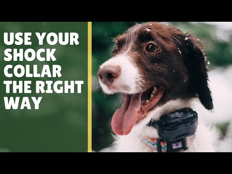 5 Tips: E-Collar Dog Training for