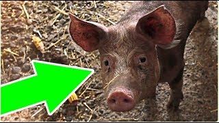 Нега Мусулмонлар ва Еврейлар ЧЎЧҚА ЕМАЙДИ ?