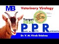 Peste des petits ruminants  ppr  microbiology  vivek srinivas  ppr  veterinaryscience