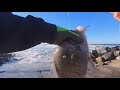 Nice catches on tough current  croaker  barred surf perch