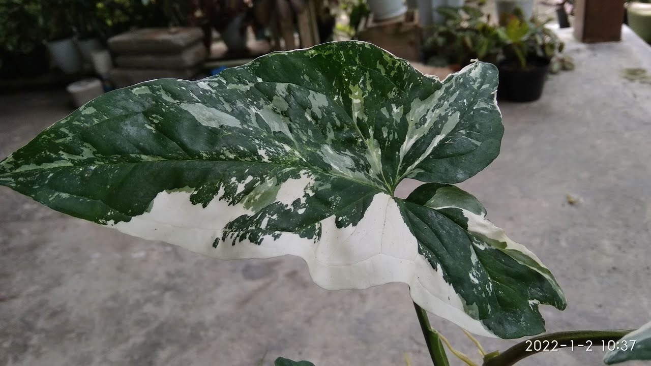 How to Propagate Syngonium Albo Variegata