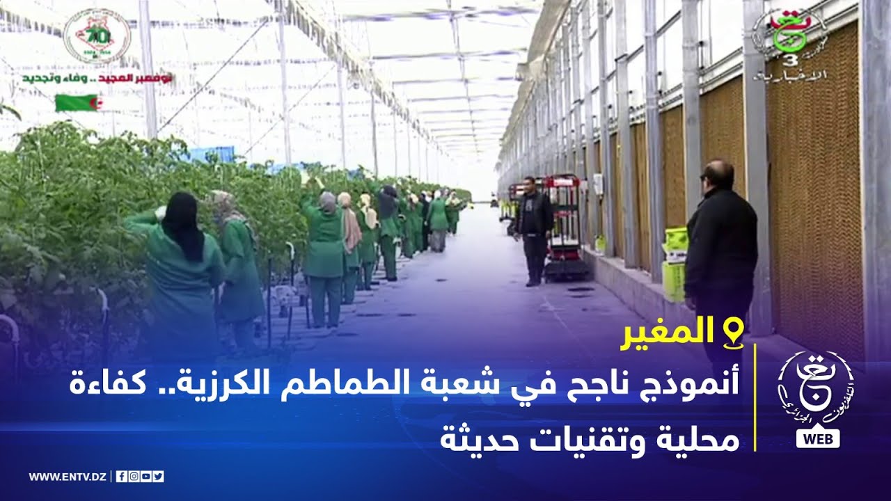 المغير | أنموذج ناجح في شعبة الطماطم الكرزية.. كفاءة محلية وتقنيات حديثة