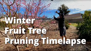 Winter Fruit Tree Pruning TIMELAPSE! | Pruning A LOT of Fruit Trees 🍎🌳😅