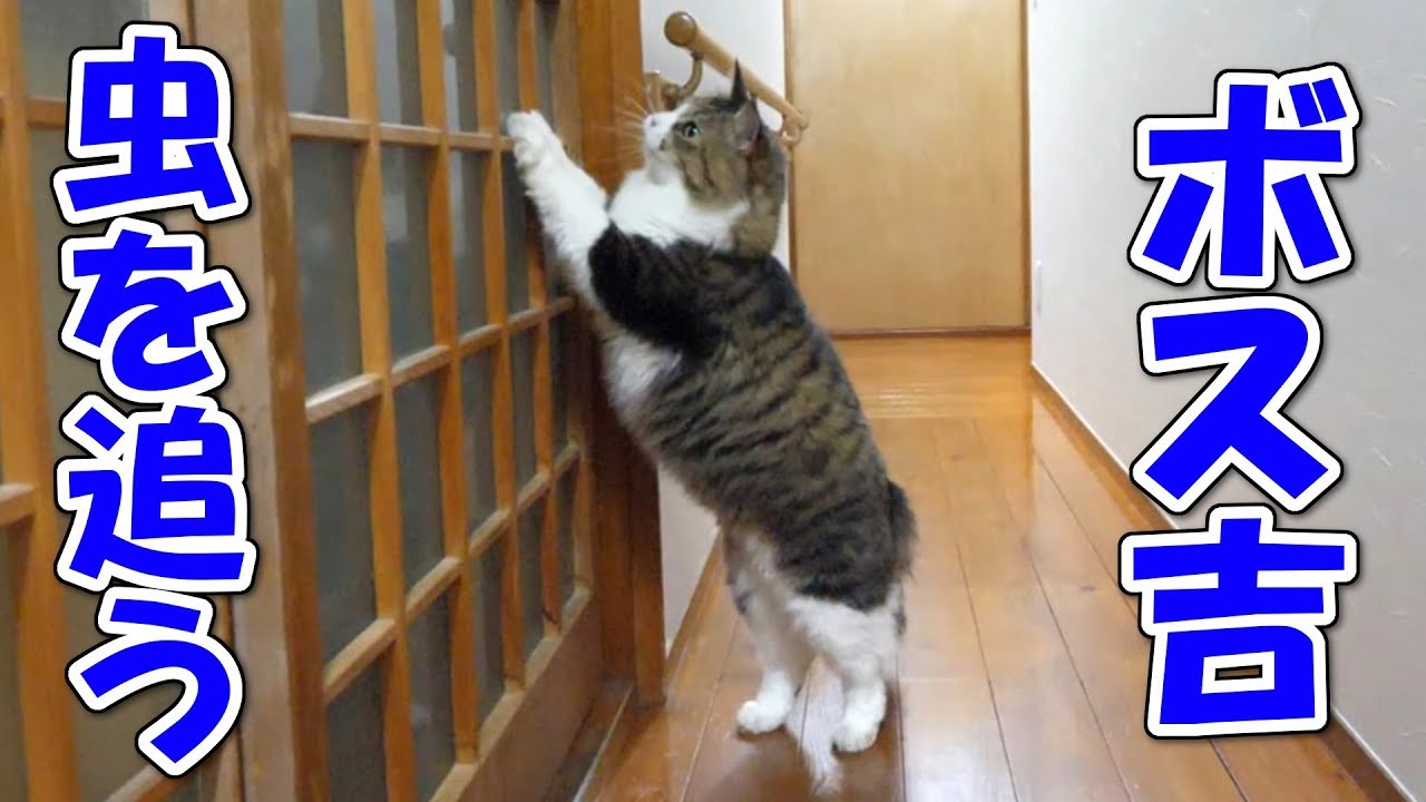 可愛い画像 ドタドタと虫を追い掛けるボス猫