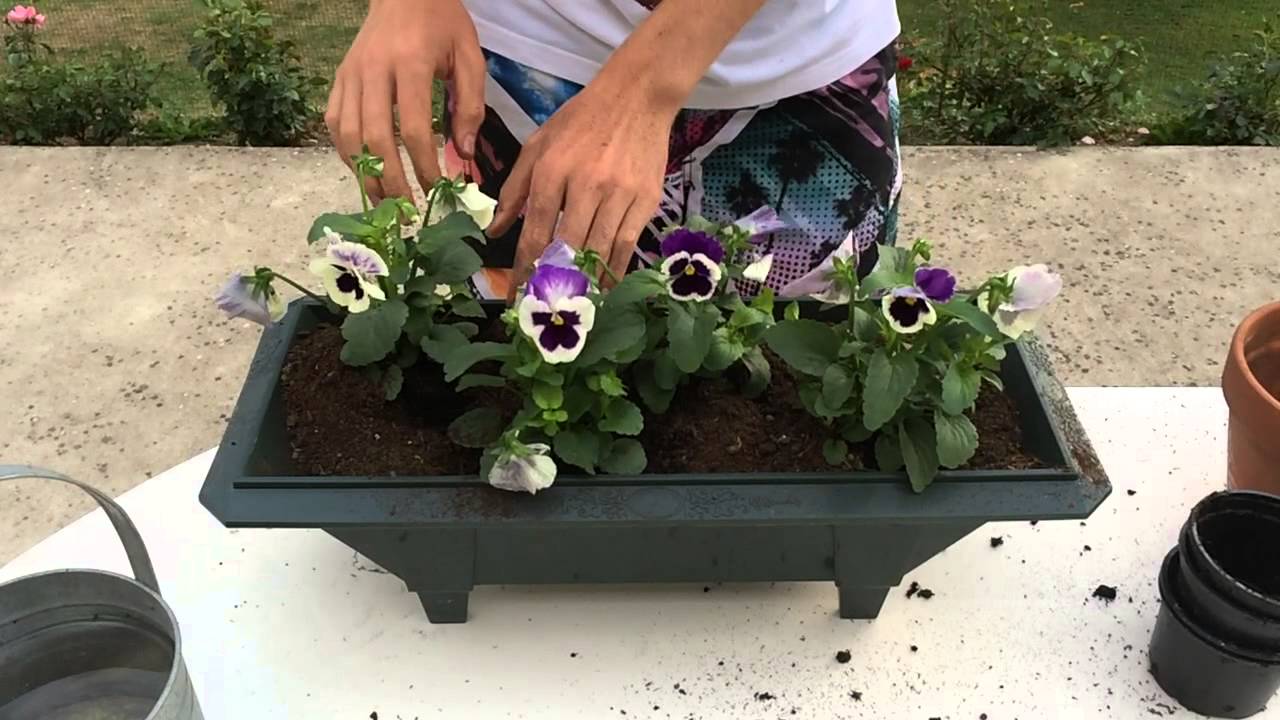 comment planter en jardiniere