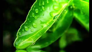 Leaf Water Reflection Screensaver http://www.screensavergift.com