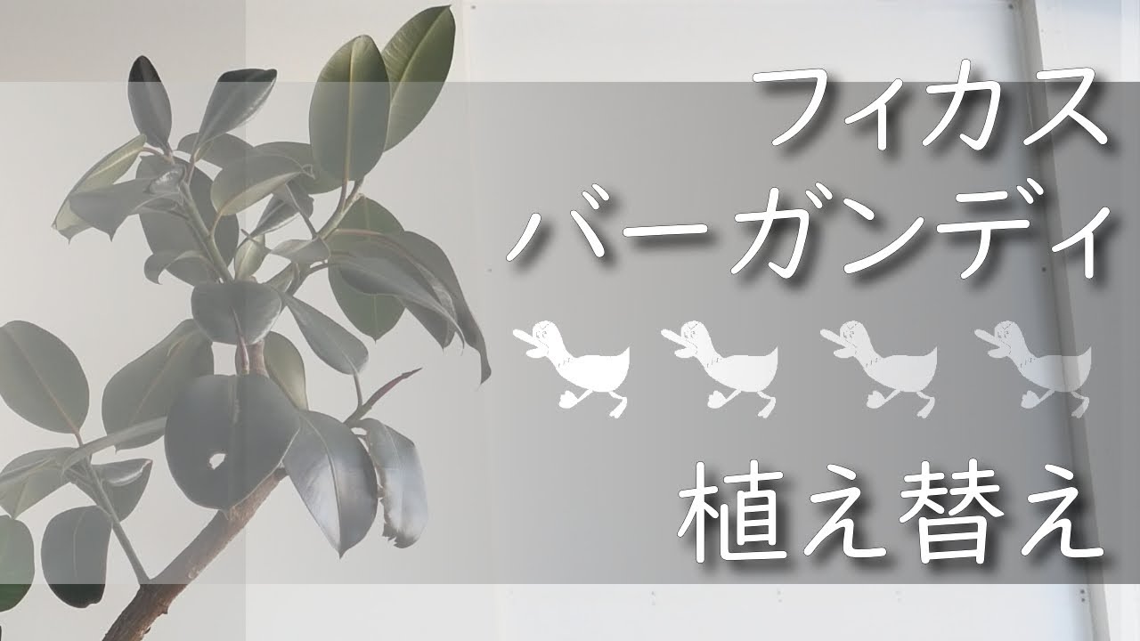 園芸部 フィカス バーガンディ植え替え 観葉植物 Youtube