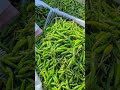 Sabzi Mandi Karachi – Mirchi ka asli adda! 🌶️Boli lagti hai, rate girte hain 😂#MirchiMandi