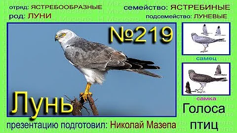 Лунь. Голоса птиц