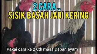 Download Lagu Cara Rahasia Agar Sissik Ayam Menjadi Kering Dan kuat | Perawatan Ayam MP3