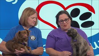 Furry Friends Friday - Meet Dexter & Stevie