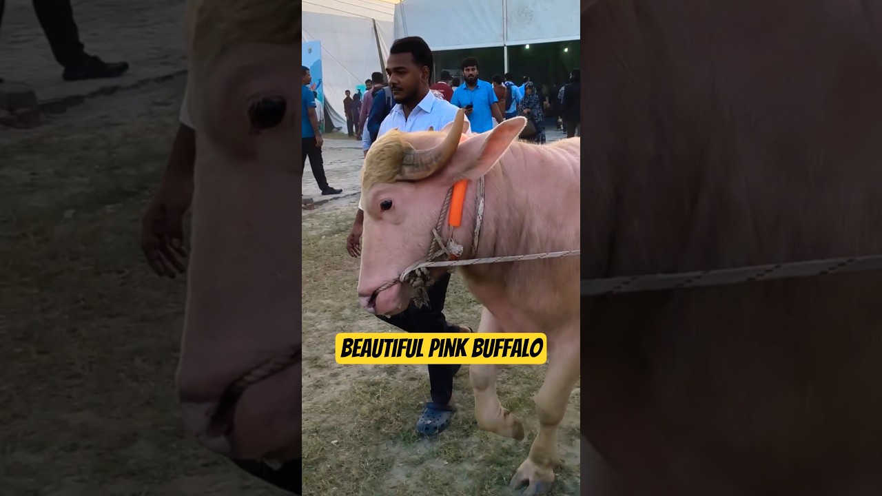 Rare Beautiful Pink Buffalo 🦬🔥 at S. A Agro Farm in Bangladesh 🇧🇩