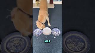 Puppy Predicts the World Cup Group J
