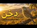                           صوت الدخن قميحي النقي                                                  حالتي