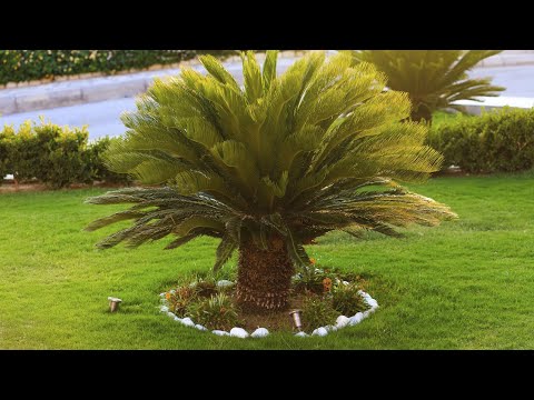 Video: Mushuklarda Sago Palm Zaharlanishi - Mushuklarga Zaharli O'simliklar - Sago