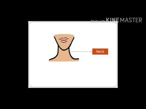 2. The Parts of the Body and their Uses - YouTube
