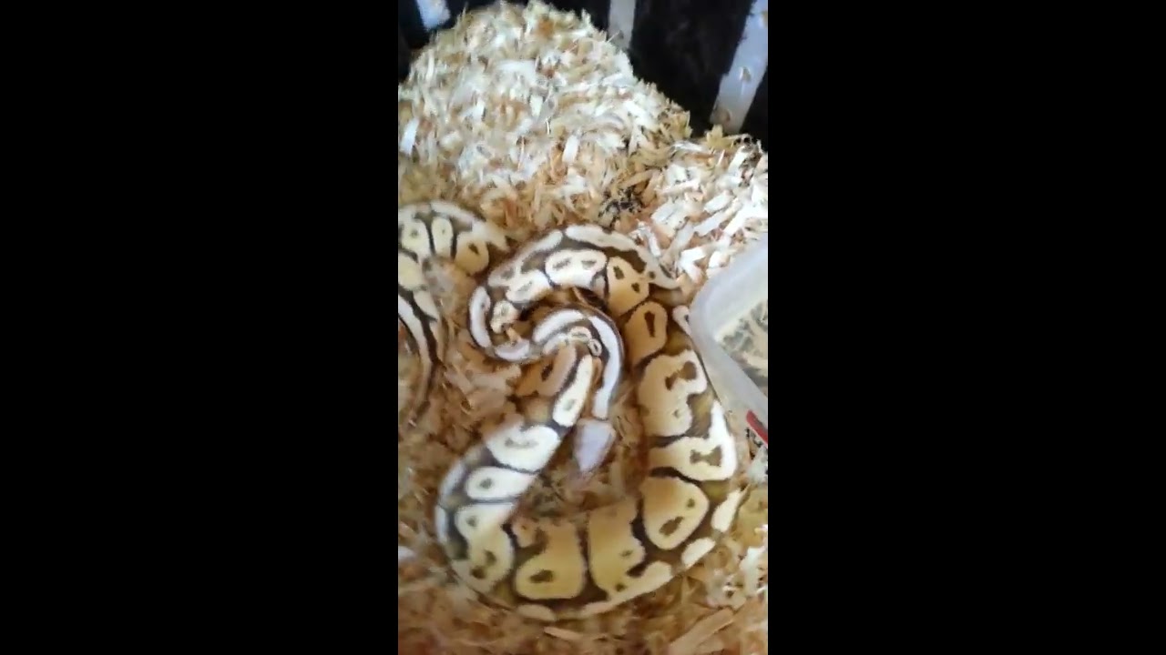 pythons for sale Available Ball Pythons
