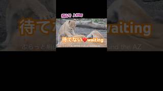 休めません💤No sleep＃ライオン #オリトイオイトフウレイ #ファミリー  #赤ちゃん  #lion #cute #animal  #cabs #baby