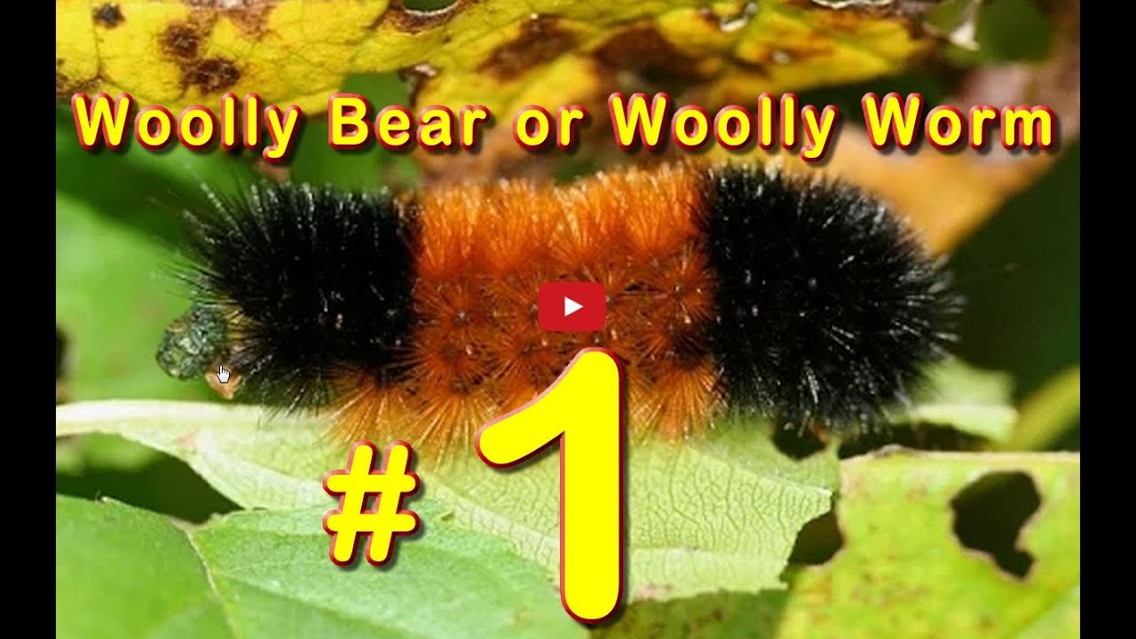 Predicting Winter Weather: Woolly Bear Caterpillars - YouTube