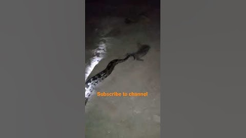 Indian rock python snake  (ajagar)non venomous snake ⚠️warning -- don