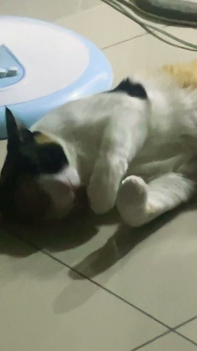 Lazy cat - YouTube