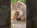 Energy Overload ⚡🐒 | Zero Chill! | 100% Hype!