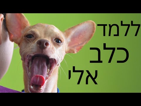 וִידֵאוֹ: מהי אפליקציית התגרות בכלבים?