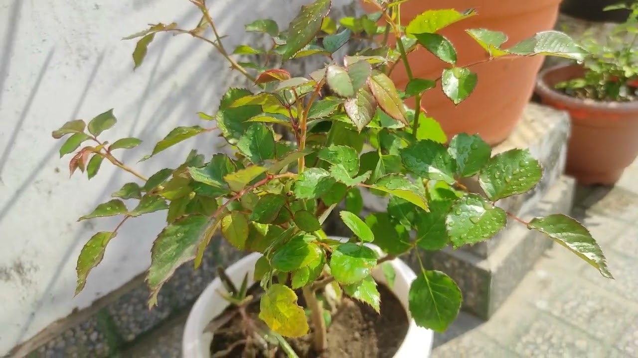 Garden ki shair🥰🥰🥰