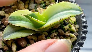 A miracle: A tiny White Diamond agave offshoot has rooted