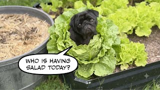Why Living With Pugs is Never Boring