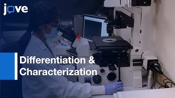 Neural Progenitors & Neurons (Embryonic Stem Cells) | Protocol Preview