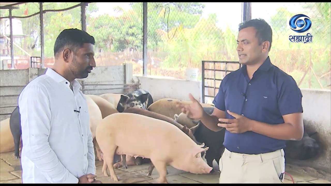 वराह पालन | गोकुळ सोनवणे | प्रदीप म्हेत्रे | HD | Amchi Mati Amchi Manse | 06.06.2025