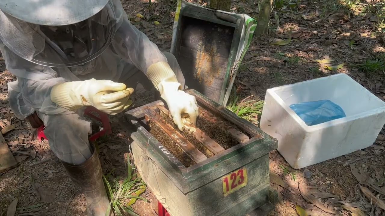 Thời điểm nay Giải pháp hiệu quả nhất chia đàn song song bắt chúa già cắm mũ thay chúa cả hai đàn ok