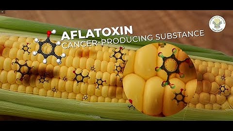 Greenbug Media | Department of Agriculture Region XI | Aflatoxin in Corn
