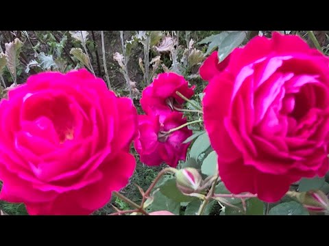 Aa  jao  friends  meri  night  live  mai jud jaeye  🙏💫🌜🙏