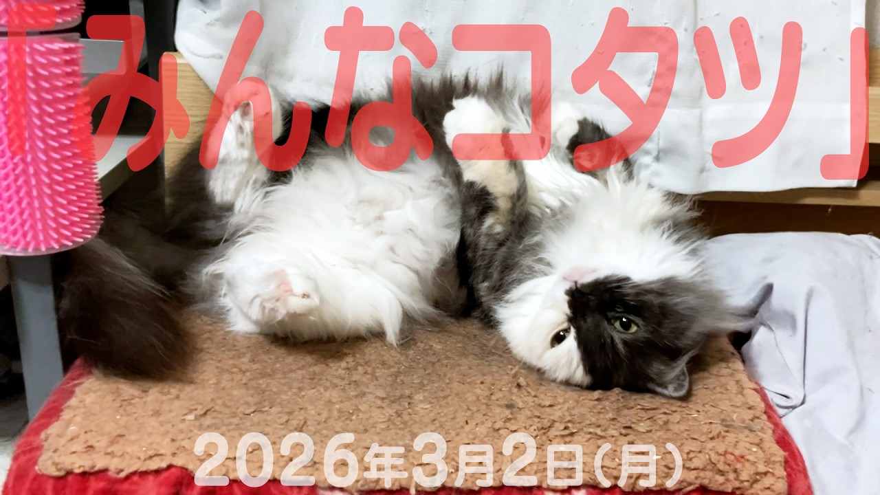 我が家の猫たち「みんなコタツ」2026年3月2日(月) 