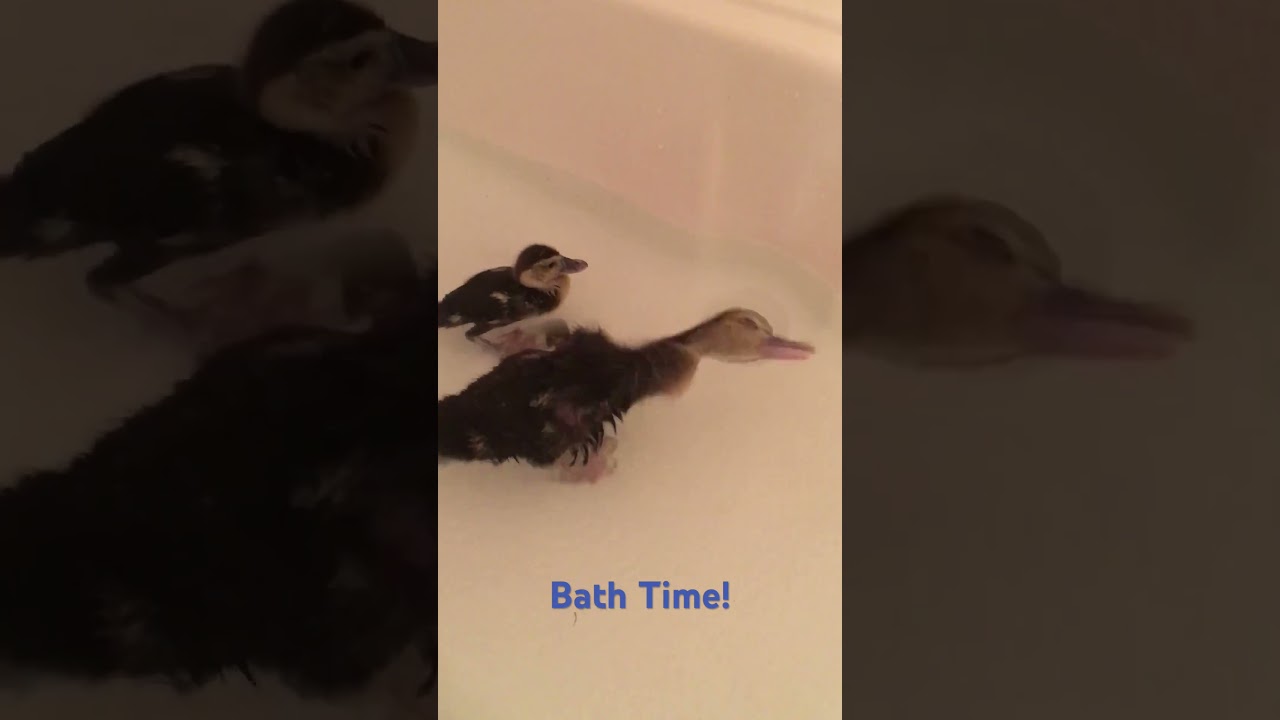 Duckling Bath Time from the Vault! 