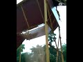 Thai| coir machinery|#shorts