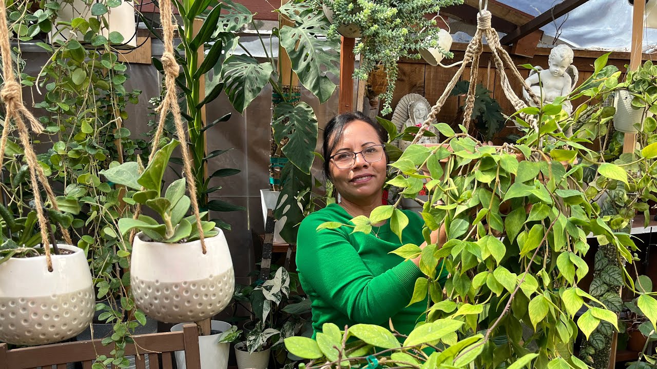 Las Hoyas colgantes  más Lindas de mi colección 