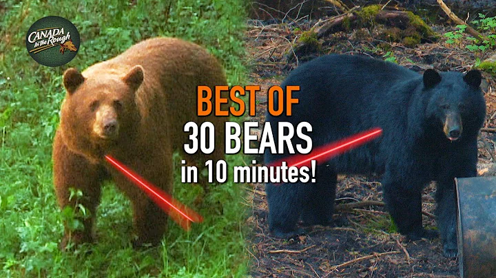 30 Canadian Black Bear Hunts in 10 Minutes! (BEST OF HUNTING Compilation)