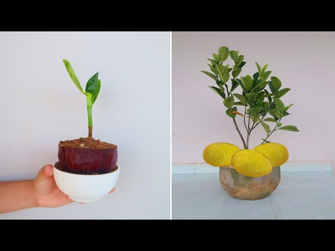 Cách trồng mít bằng cành trong hoa chuối cho nhiều rễ