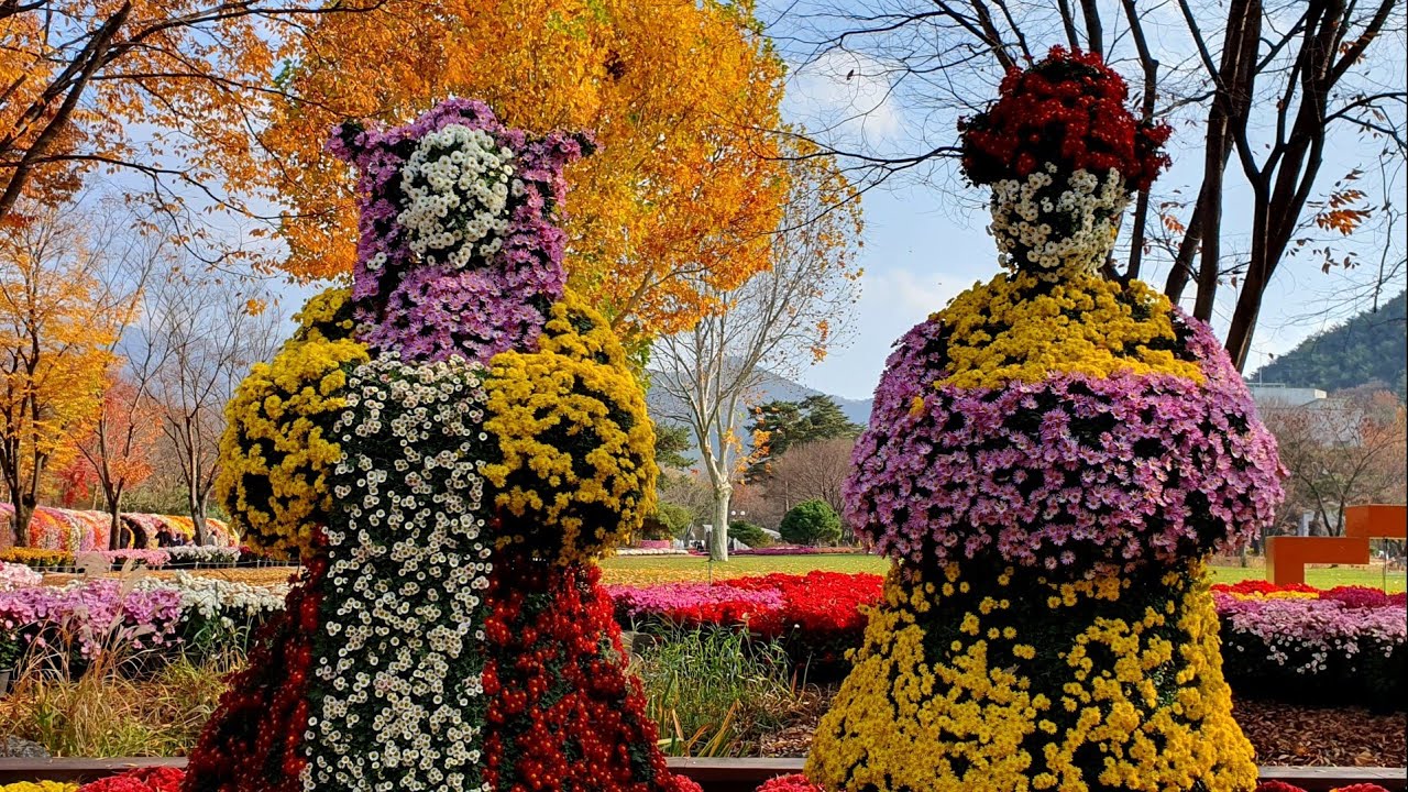 국화꽃축제 대구수목원. 동대구역 국화꽃축제