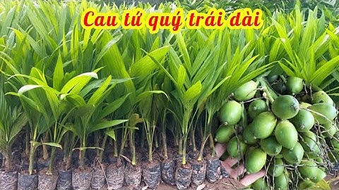 Cây giống cau tứ quý quả dài xuất khẩu chuẩn bị cho vụ thu 2025 // Liên hệ 085.88.98765 