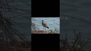 Why the Spur-Winged Lapwing Matters — Wetland Conservation